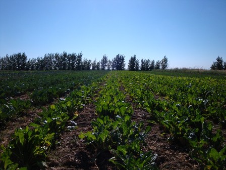 Grower